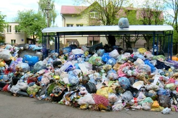 Львів'ян просять ловити щурів на смітниках