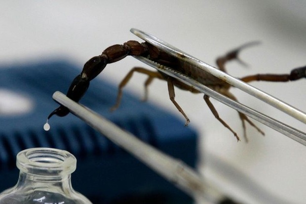 Яд скорпиона помогает при артрите – ученые