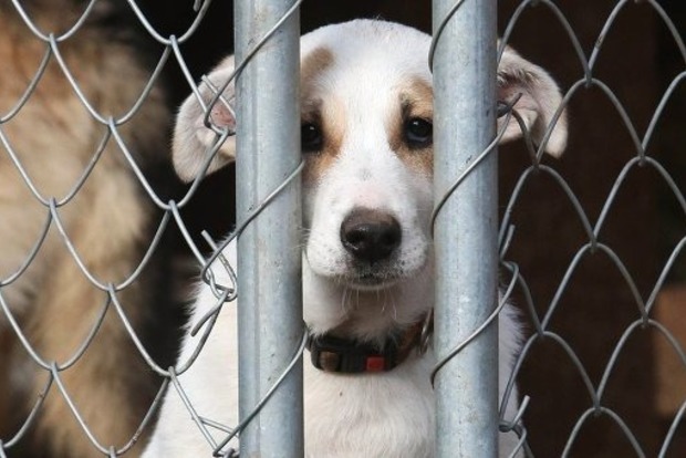 Вступил в силу закон об усилении ответственности за жестокое обращение с животными