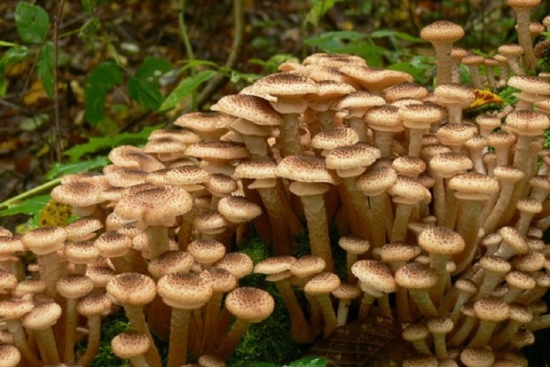 Четверо детей отравились грибами на Николаевщине