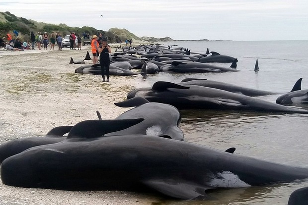 Сотні великих дельфінів гринд загинули, викинувшись на берег в Новій Зеландії