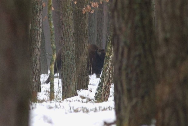 На Волыни обнаружили два стада почти исчезнувших лесных зубров 