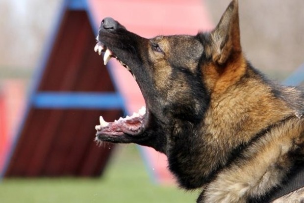 Собаки на смерть загризли жінку в Дніпропетровській області