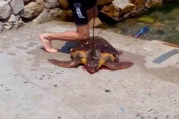 В Черногории живодер на глазах у туристов вытащил на берег и убил редкую черепаху