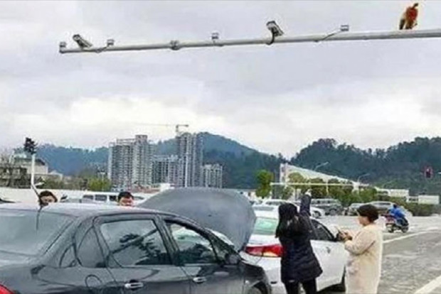 Китаянка приняла попу обезьяны за светофор и устроила ДТП