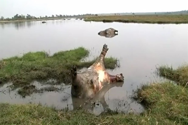 Більше сотні гіпопотамів загинули в Намібії