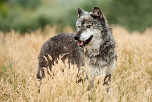 В окупованому Криму вовки масово нападають на худобу