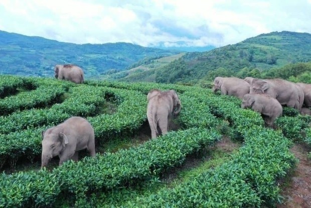 Кочівні слони стали причиною переселення 150 тисяч чоловік