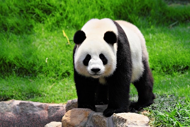 Велику панду виключили зі списку зникаючих видів Червоної книги