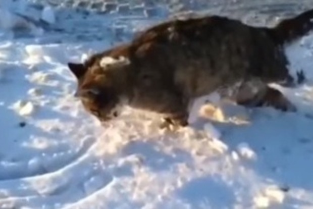 У Казахстані люті морози: кішки і собаки замерзають на ходу