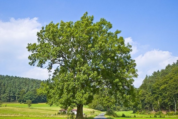 На Чернігівщині лісник незаконно вирубав дерева на 1,5 млн грн