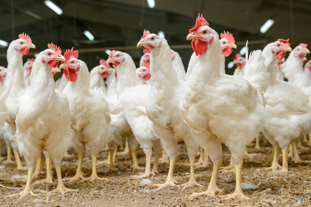 Голодный Катар решил открыть свой рынок для украинской курятины