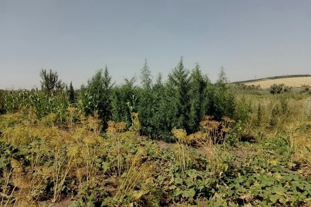В районе АТО уничтожены две плантации марихуаны