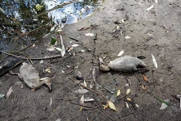 В Киевских озерах передохли птицы и даже крысы. Власти не реагируют