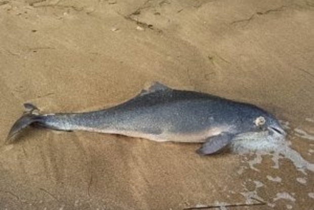 Дельфины массово умирают из-за Керченского моста