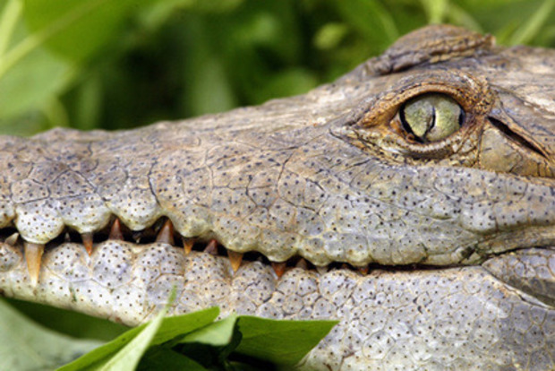 Крокодил съел малайзийского рабочего