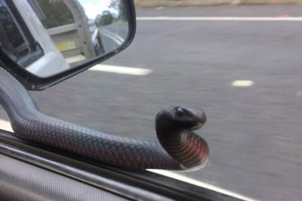 «Напугала до смерти»: змея неожиданно вылезла из бокового зеркала пикапа