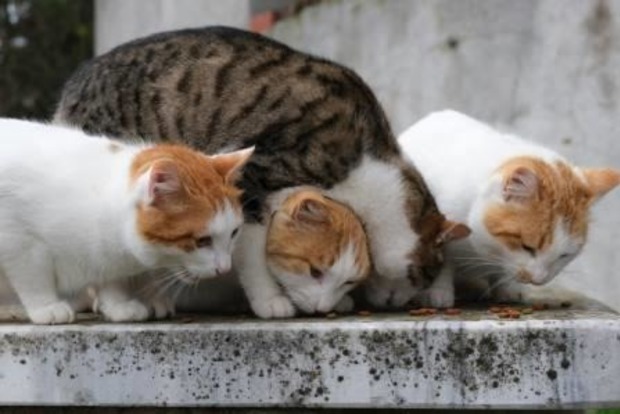 Корм для кошек Farmina: забота о здоровье питомца