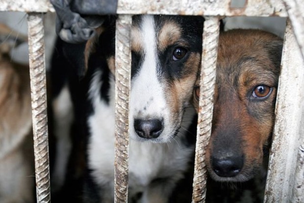 За жестокое обращение с животными предусмотрен штраф до 8500 грн, либо лишение свободы до 8 лет