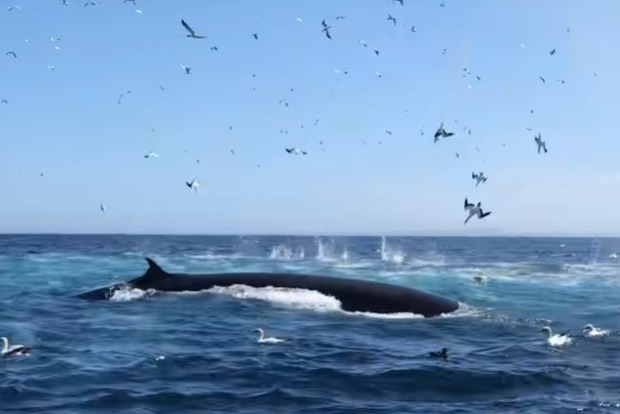 Шокирующий случай: кит проглотил и выплюнул человека