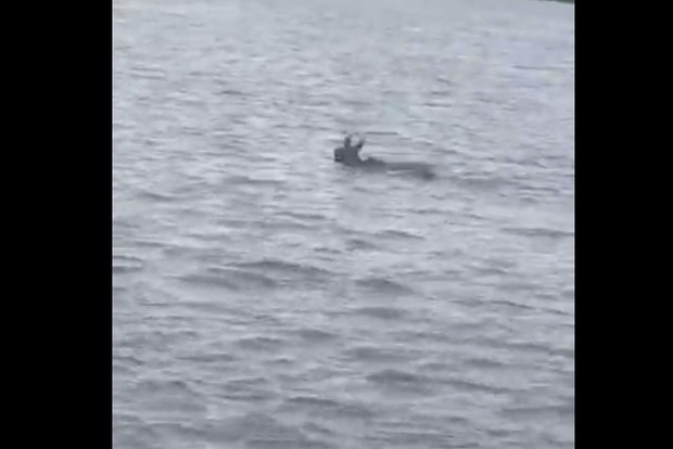 Бегавший по Оболони раненый лось переплыл через Днепр на Левый берег