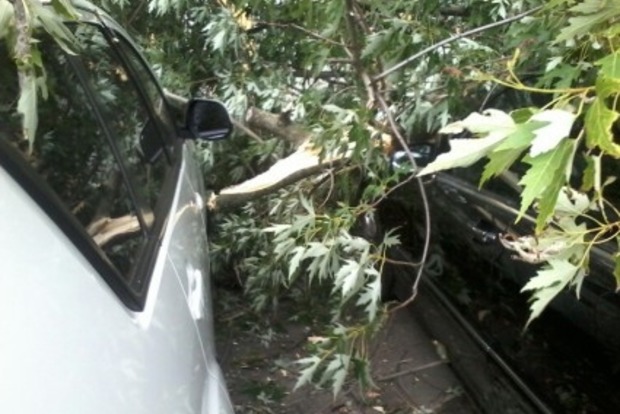 В Киеве дерево рухнуло на пять автомобилей (фото)