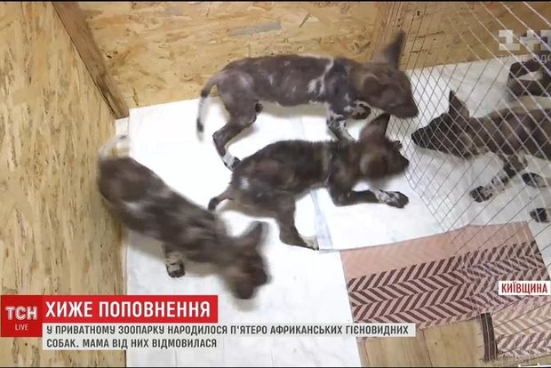Под Киевом в зоопарке родилось пятеро редких африканских гиеновидных собак