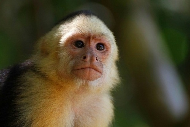 Новорожденную обезьянку в крымском зоопарке назвали в честь iPhone