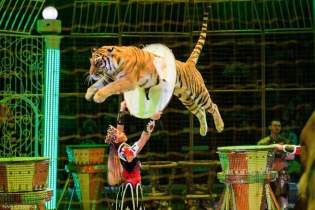 В Черкассах запретили цирки с животными