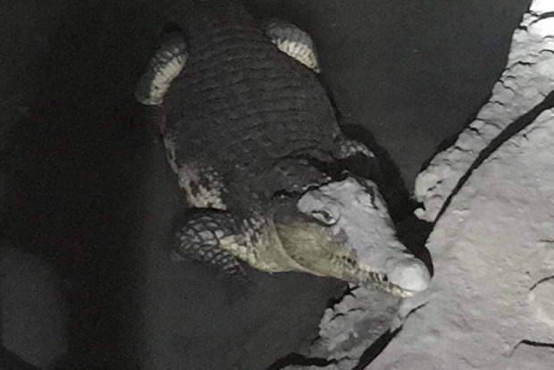 У Петербурзі крокодил охороняв підвал зі зброєю