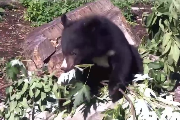 Киевский зоопарк показал медвежонка Бери на своей первой прогулке