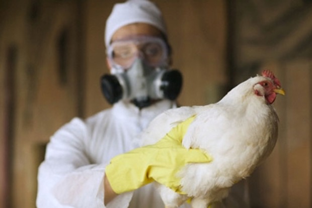 В Китае обнаружена новая мутация птичьего гриппа‍