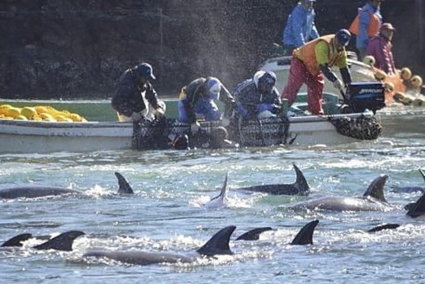 Голодные дельфины лишают итальянских рыбаков улова