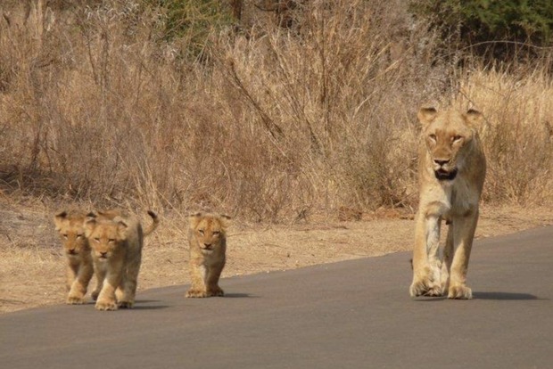 В парке Лимпопо в ЮАР львы съели браконьера и оставили голову
