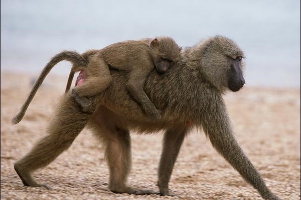 Зоопарк в Парижі терміново евакуювали після втечі бабуїнів