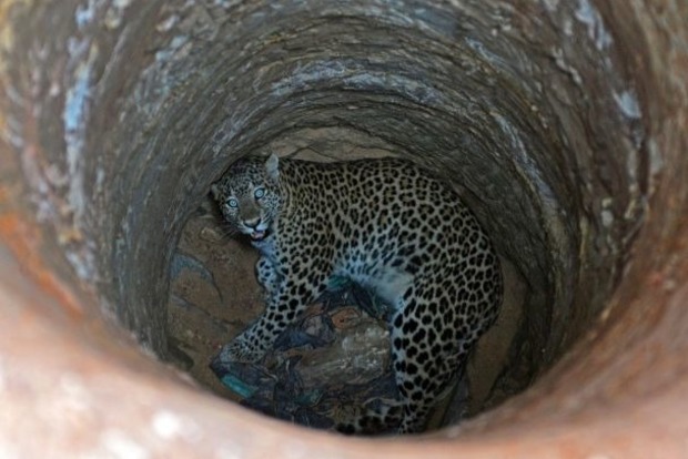 Лесники в Индии спасли леопарда, упавшего в колодец
