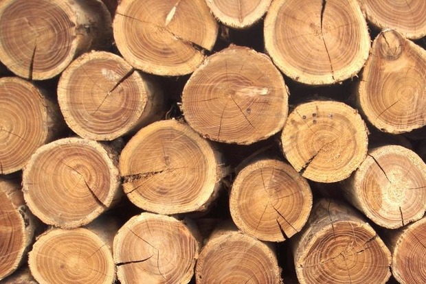 Украина думает над отменой моратория на вывоз древесины в ЕС