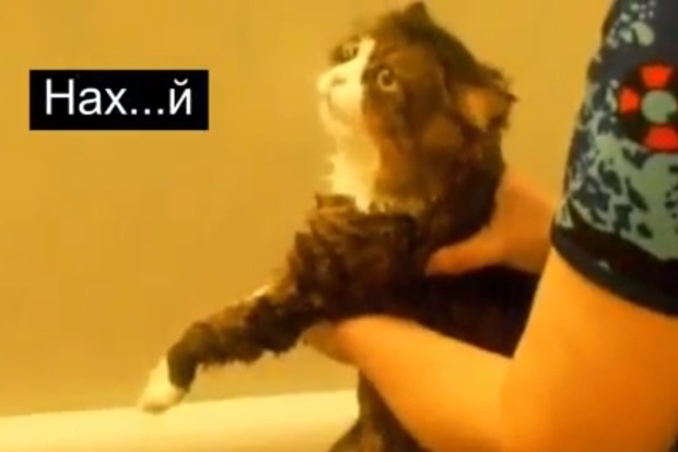 На...й, ох...ть!!! В России отыскался самый матерящийся в мире кот