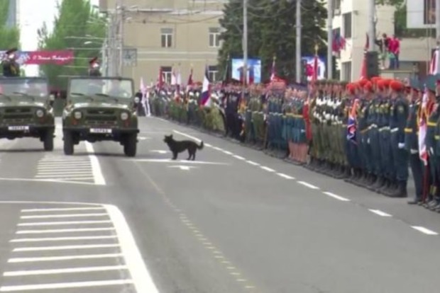 Знайшов родича: У ДНР віддають честь собакам
