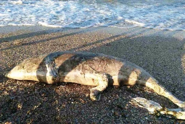 Дивне чудовисько викинуло на берег моря в Херсоні