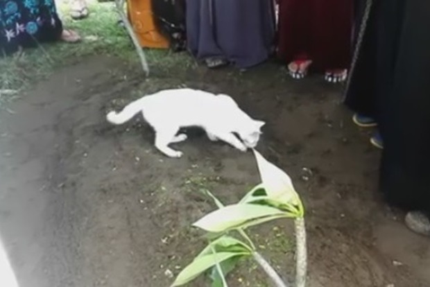 В Малайзии кот пришел на похороны хозяина и попытался раскопать его могилу