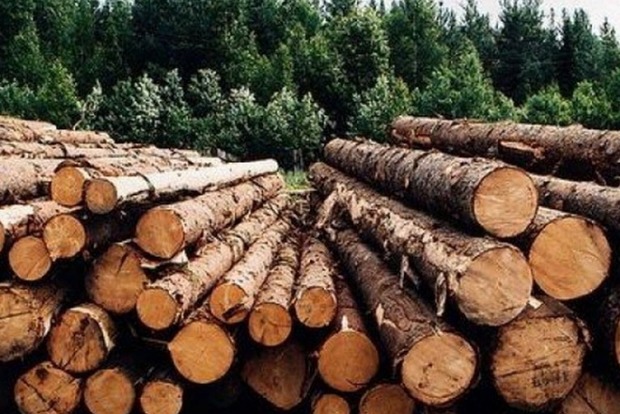 Зарубежное предприятие вывезло из страны более тысячи кубометров древесины и не заплатило за нее