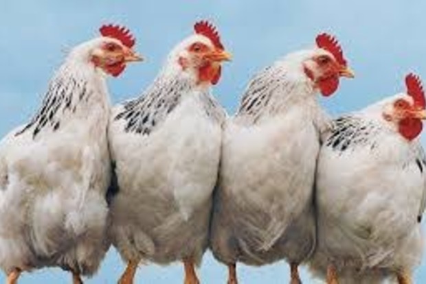 ОАЭ разрешили ввозить курятину из Украины