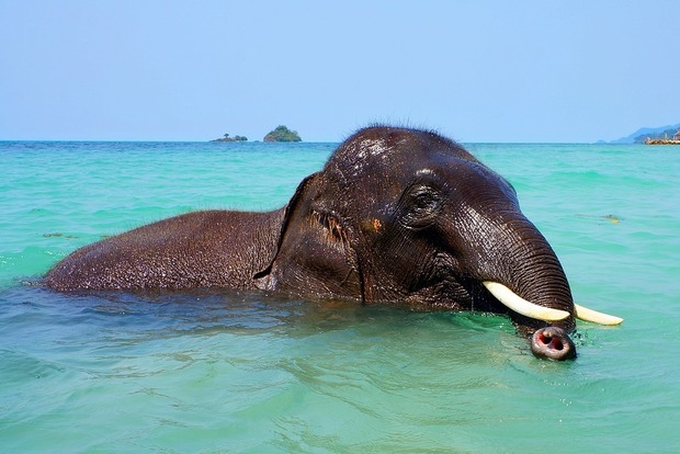 На Шри-Ланке 12 часов спасали слона, которого унесло в море