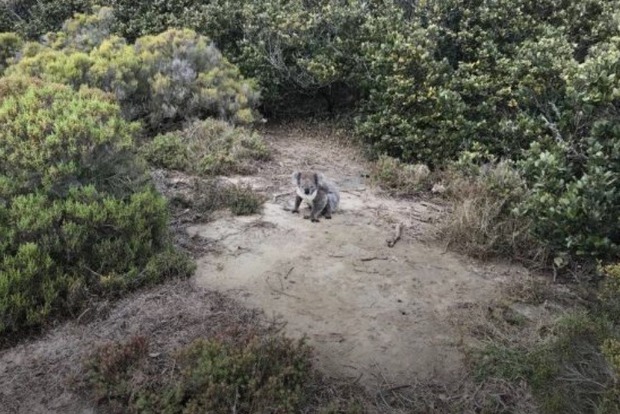 Австралийская полиция спасла коалу, заплывшую в море