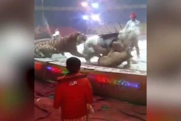 Львица и тигр в цирке набросились на лошадь, появилось жуткое видео