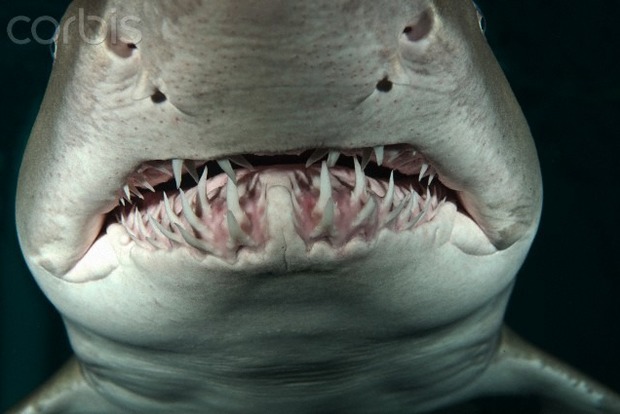 Тигрова акула в Бразилії позбавила дітородних органів 15-річного юнака. Відео
