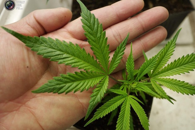 На Днепропетровщине нашли 100 килограммов марихуаны на миллион гривен