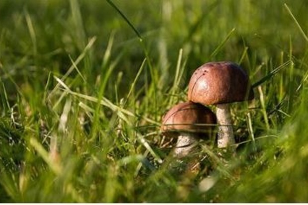 На Луганщині дитину нагодували отруйними грибами - хлопчик не вижив