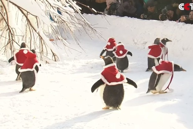 В зоопарке пингвинов нарядили Санта-Клаусами